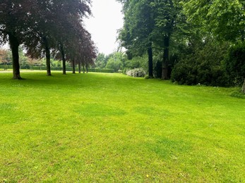 Picturesque view of trees and green grass in park