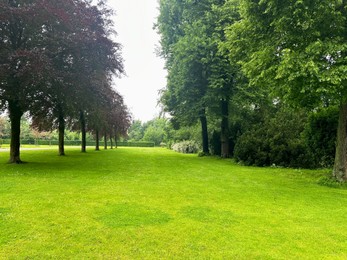 Picturesque view of trees and green grass in park