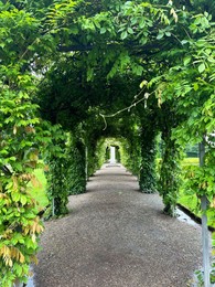 Photo of Tunnel made of plants and pathway in park