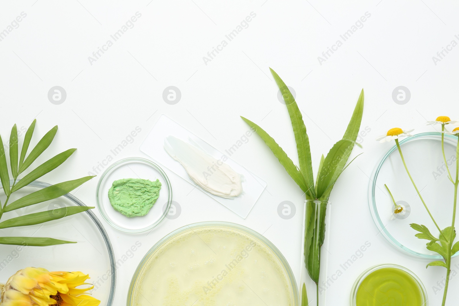 Photo of Petri dishes with green leaves, flowers and cosmetic products on white background, flat lay