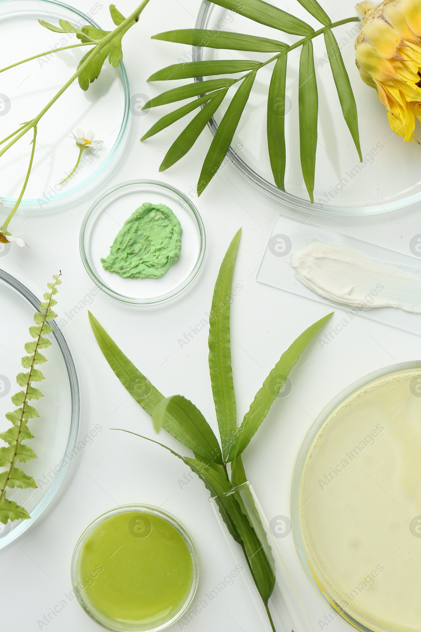 Photo of Petri dishes with green leaves, flowers and cosmetic products on white background, flat lay