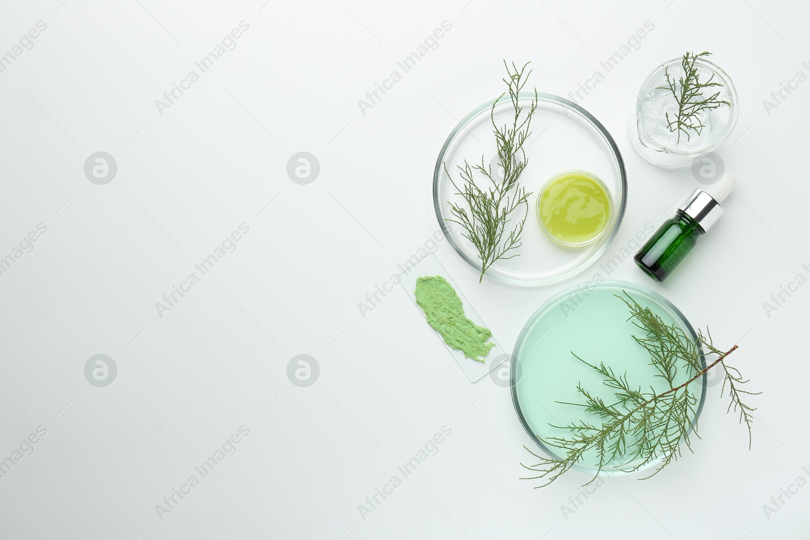 Photo of Petri dishes with green twigs and cosmetic products on white background, flat lay. Space for text