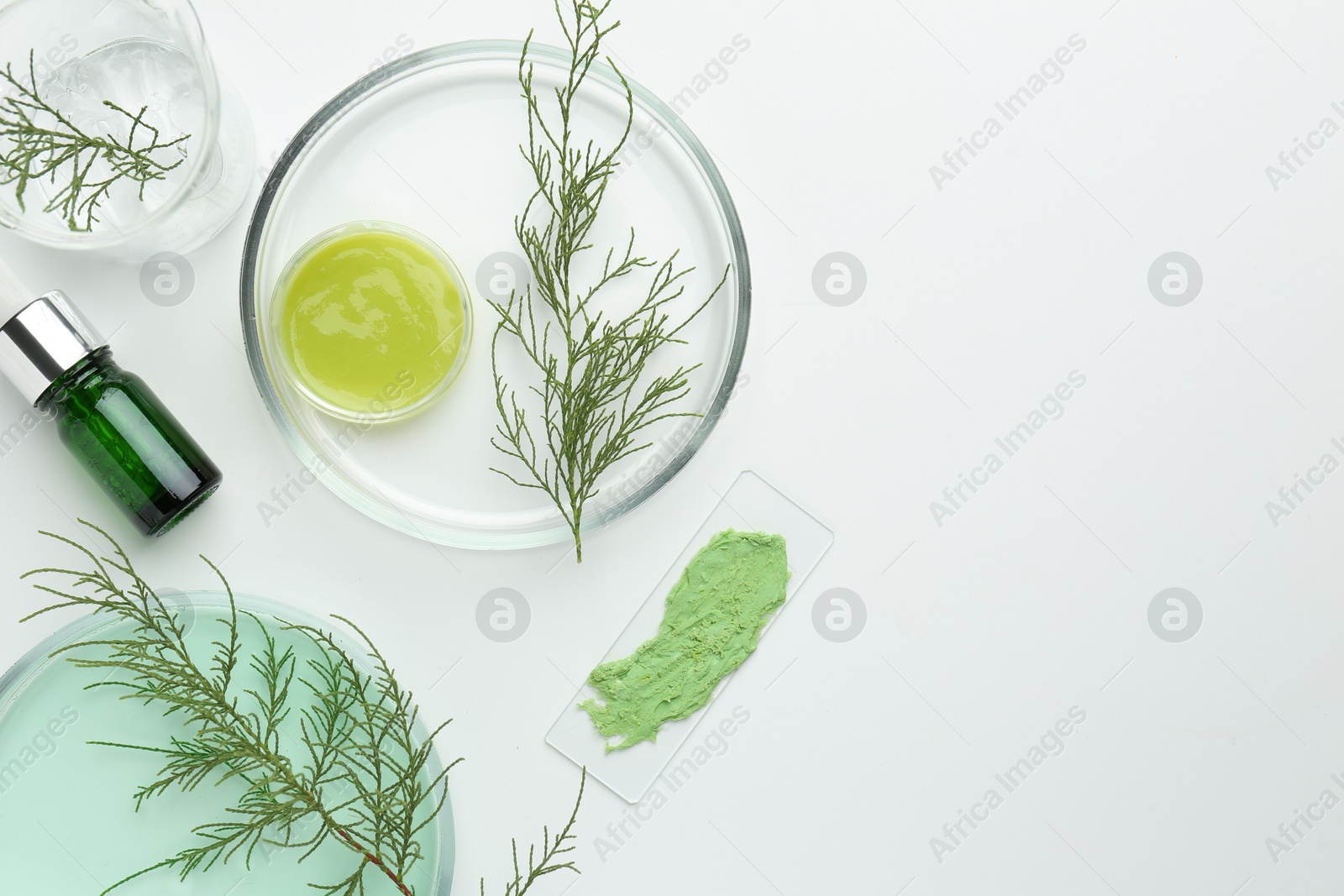 Photo of Petri dishes with green twigs and cosmetic products on white background, flat lay. Space for text