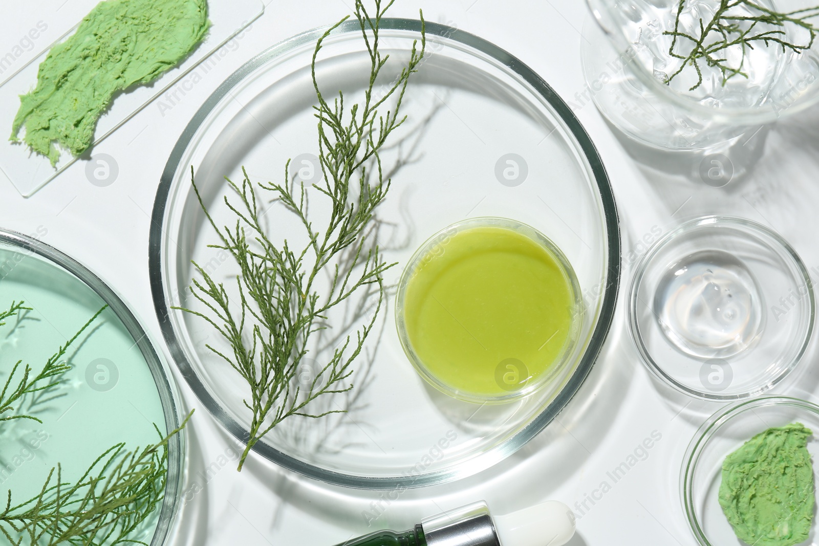 Photo of Petri dishes with green twigs and cosmetic products on white background, flat lay