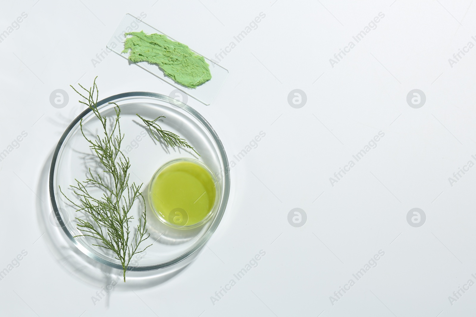 Photo of Petri dishes with green twig and cosmetic products on white background, top view. Space for text