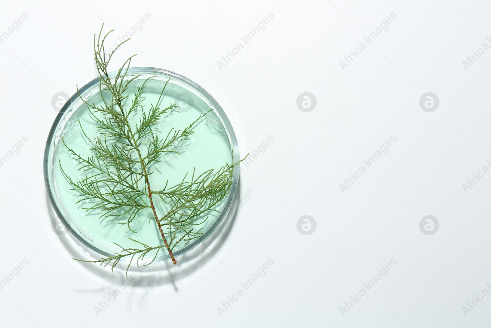 Photo of Petri dish with green twig and sample on white background, top view. Space for text