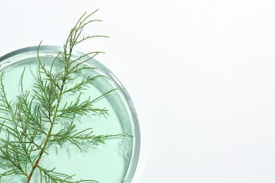 Photo of Petri dish with green twig and sample on white background, top view. Space for text