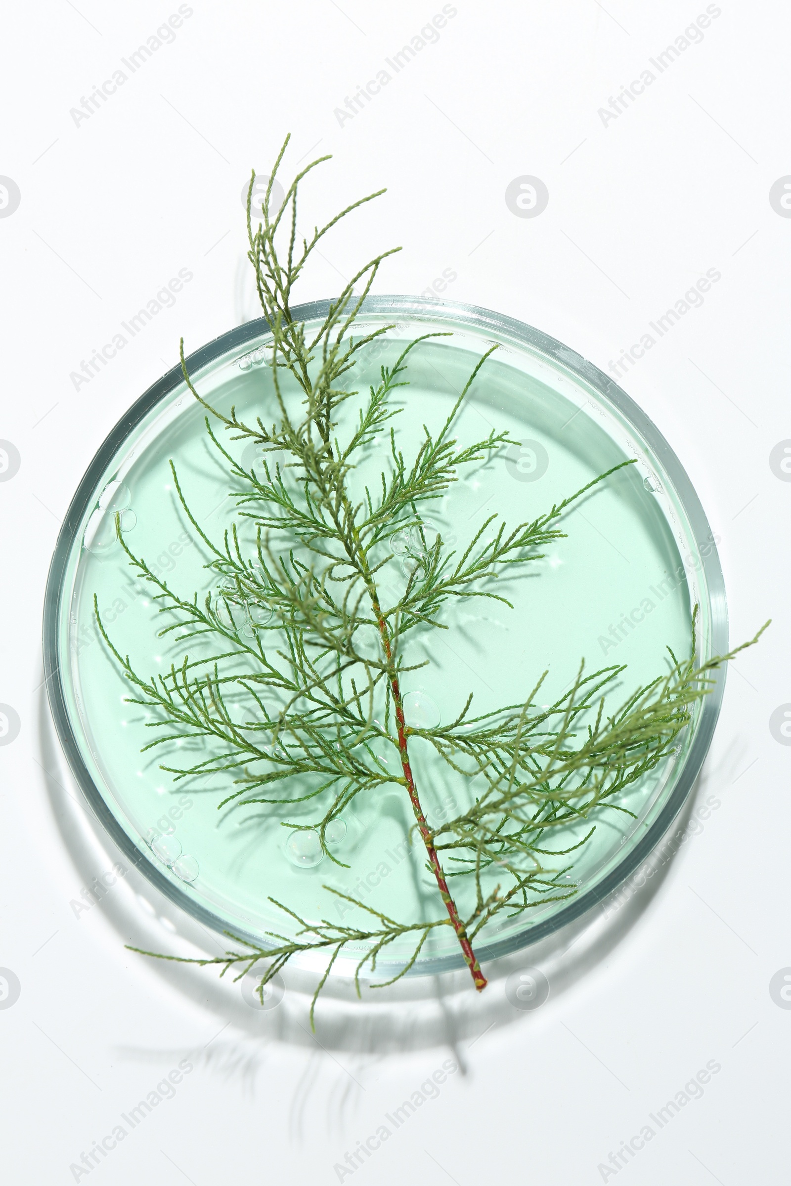 Photo of Petri dish with green twig and sample on white background, top view