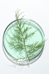 Petri dish with green twig and sample on white background, top view