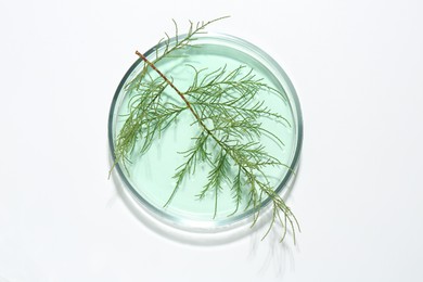 Petri dish with green twig and sample on white background, top view