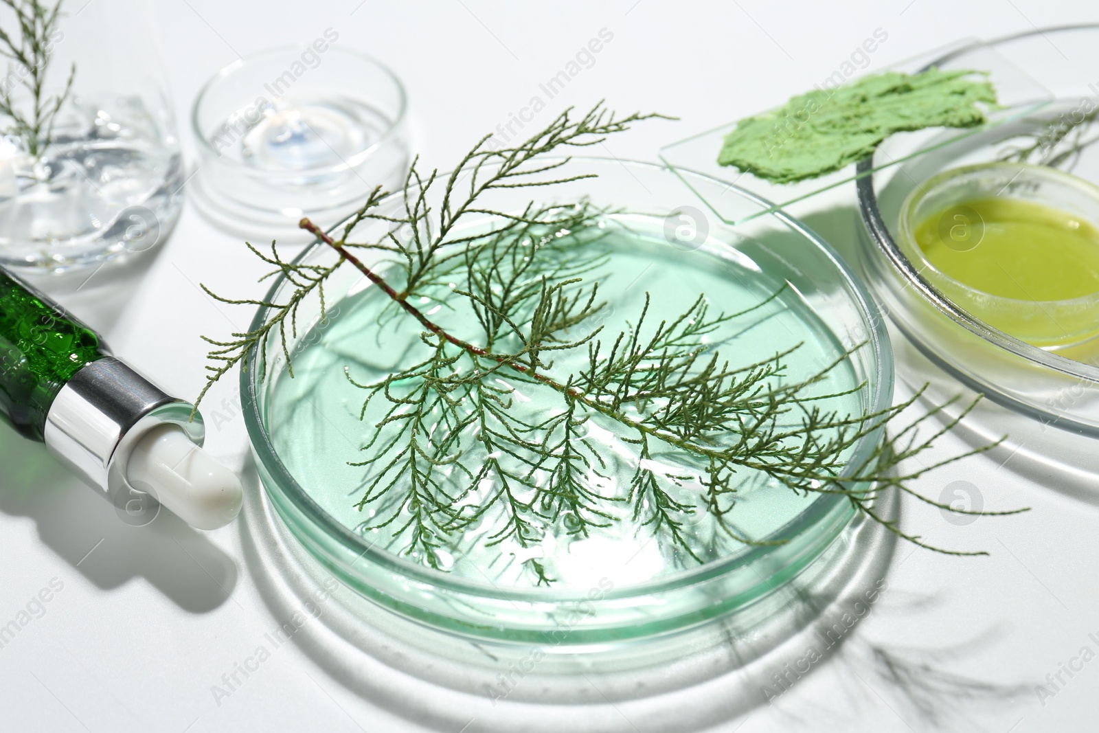 Photo of Petri dishes with green twigs and cosmetic products on white background, closeup