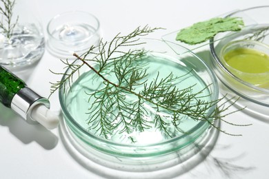 Petri dishes with green twigs and cosmetic products on white background, closeup