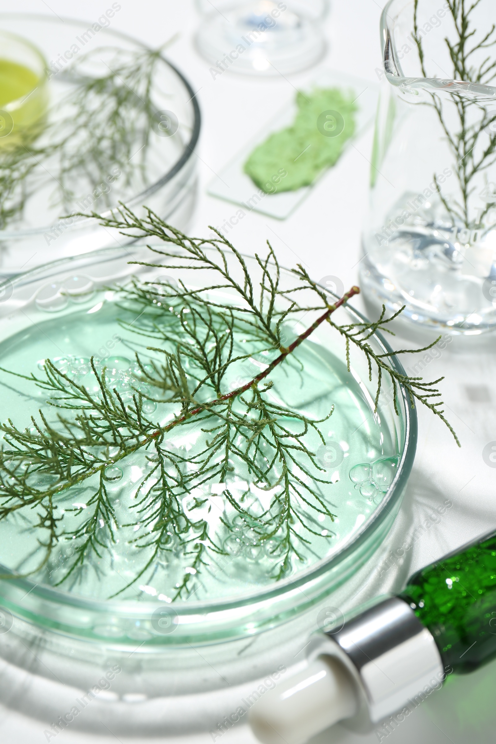 Photo of Petri dishes with green twigs and cosmetic products on white background