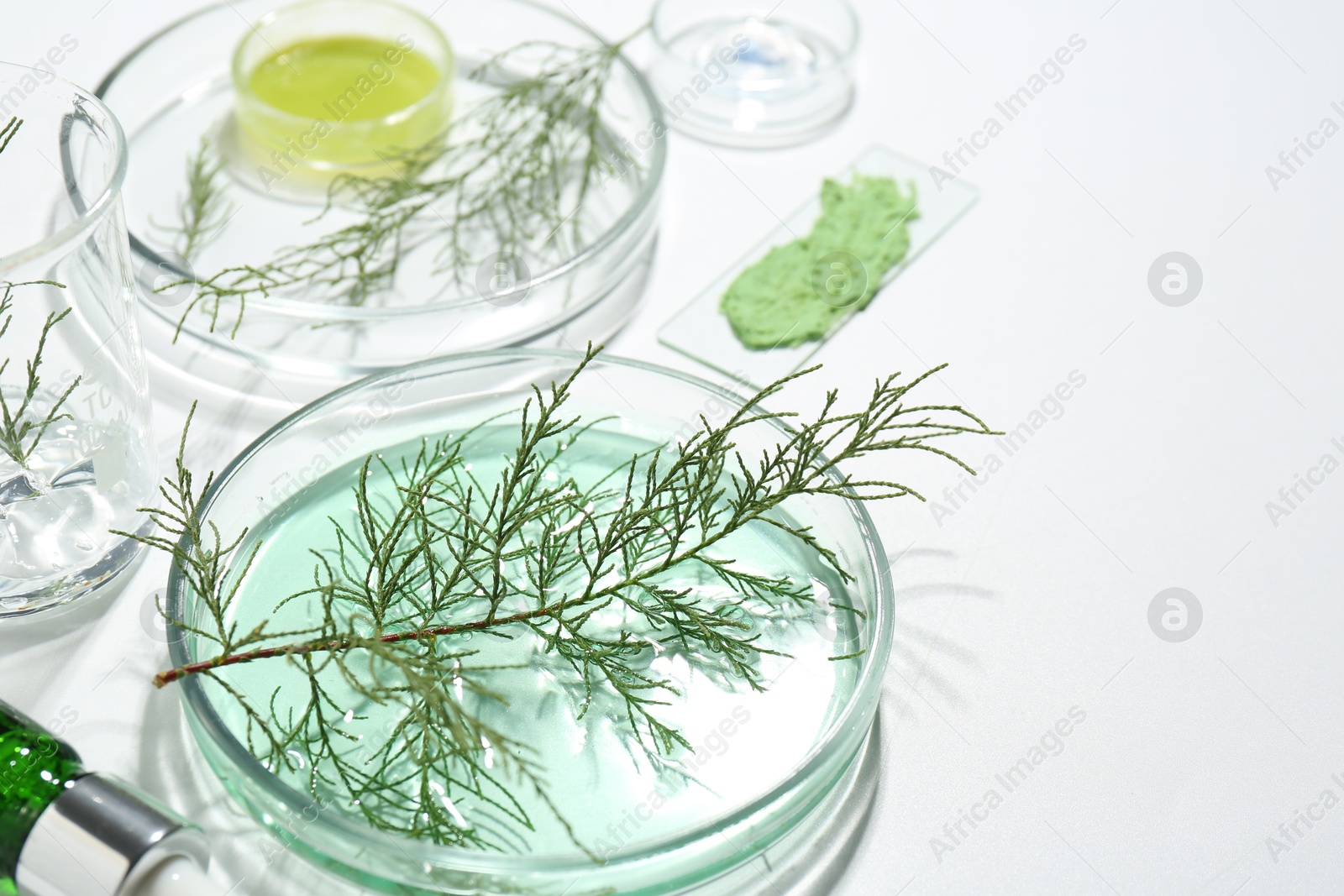 Photo of Petri dishes with green twigs and cosmetic products on white background, space for text