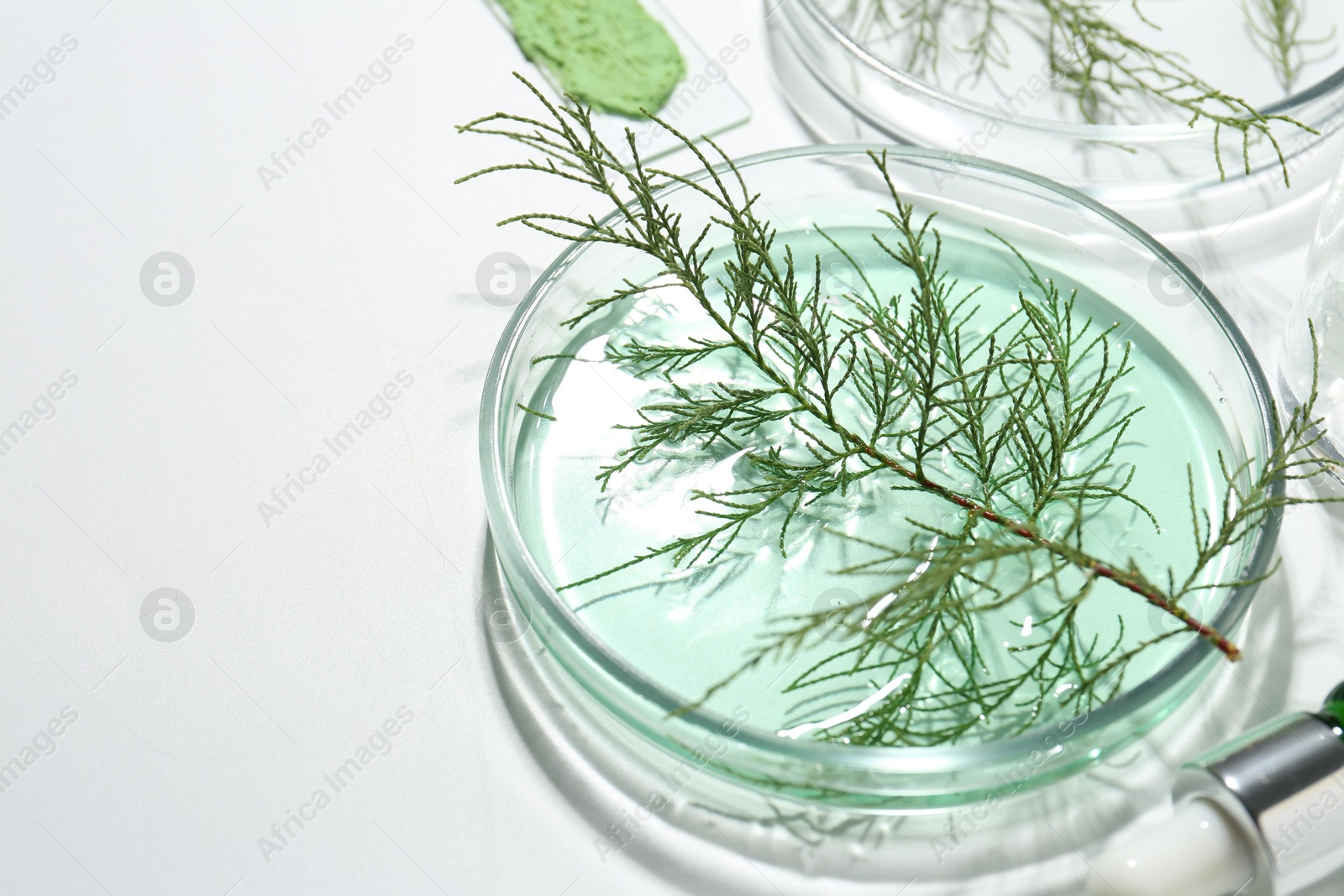 Photo of Petri dishes with green twigs and cosmetic products on white background, space for text