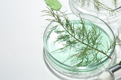 Petri dishes with green twigs and cosmetic products on white background, space for text