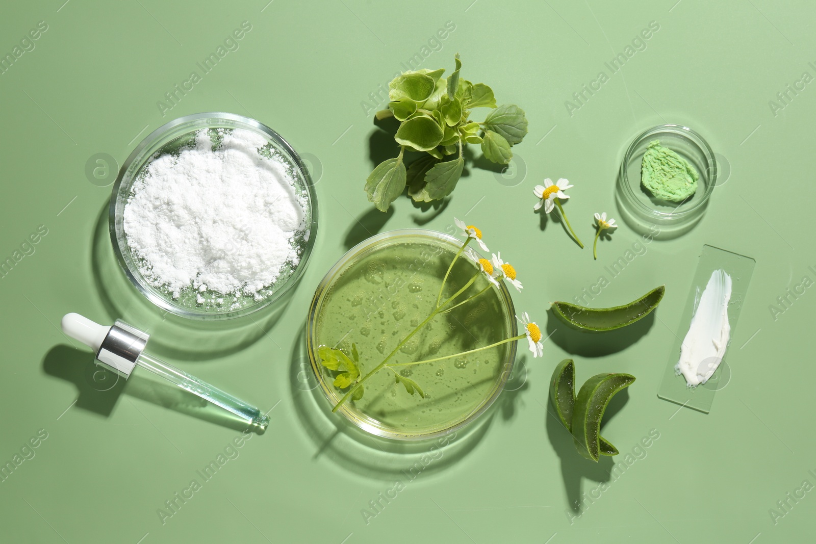 Photo of Petri dishes with leaves, chamomile flowers and cosmetic products on green background, flat lay