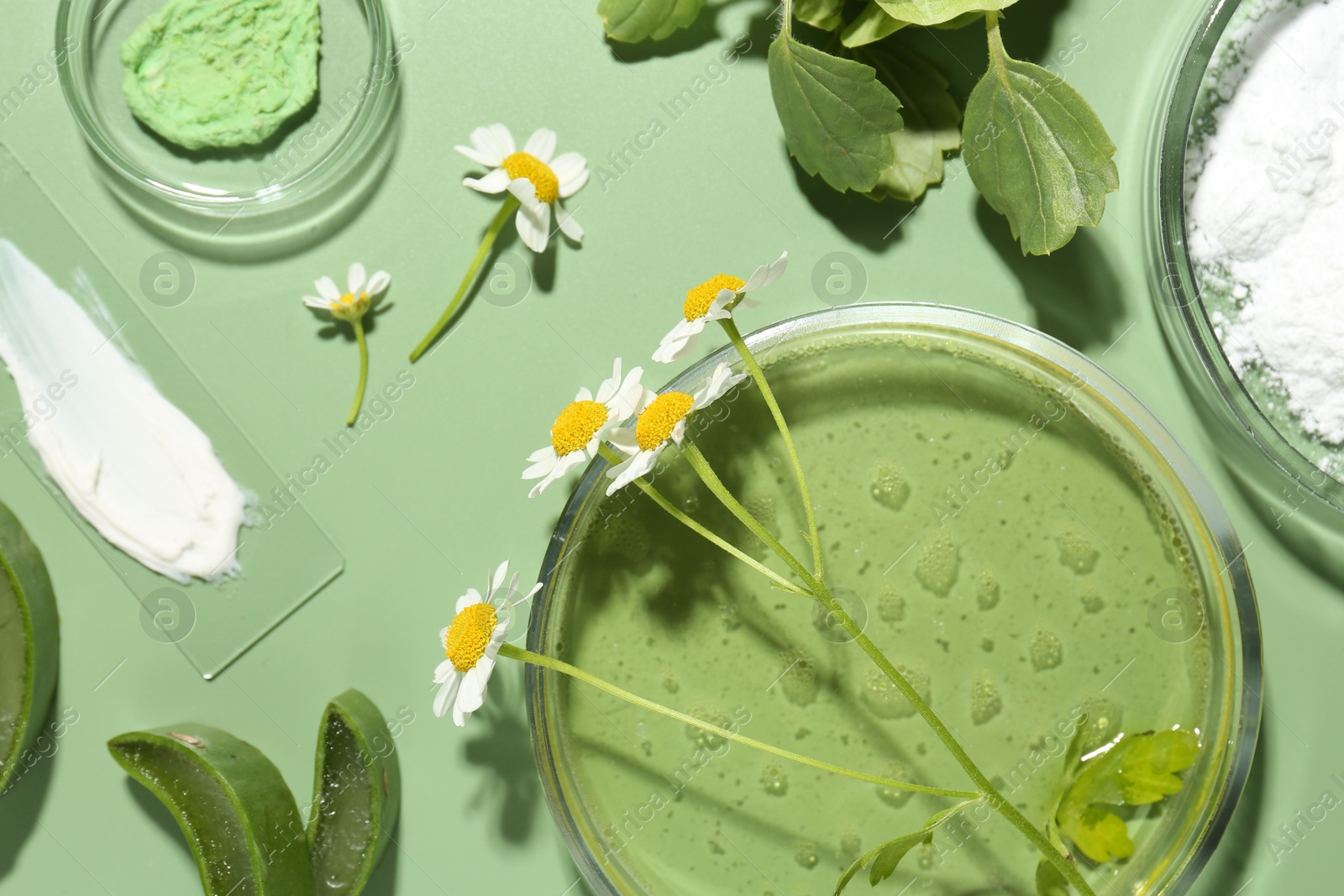 Photo of Petri dishes with leaves, chamomile flowers and cosmetic products on green background, flat lay