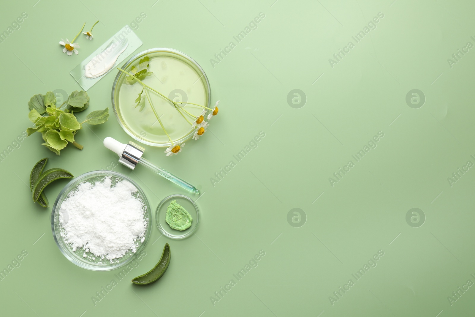 Photo of Petri dishes with leaves, chamomile flowers and cosmetic products on green background, flat lay. Space for text