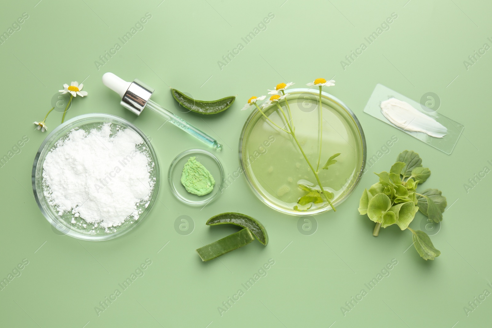 Photo of Petri dishes with leaves, chamomile flowers and cosmetic products on green background, flat lay