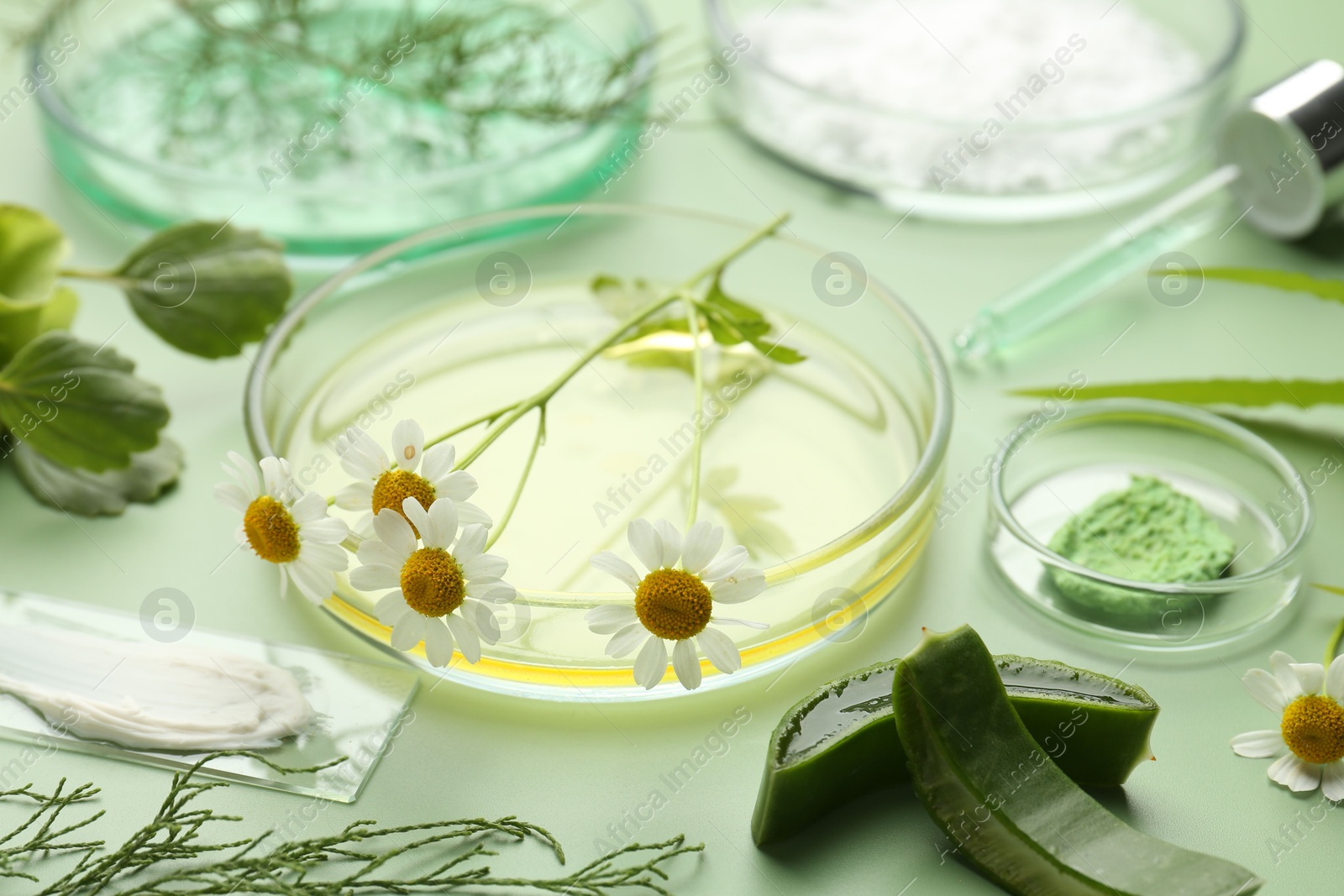 Photo of Petri dishes with leaves, chamomile flowers and cosmetic products on green background, closeup