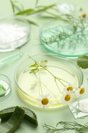 Photo of Petri dishes with leaves, chamomile flowers and cosmetic products on green background