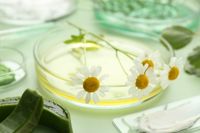 Petri dishes with leaves, chamomile flowers and cosmetic products on green background, closeup