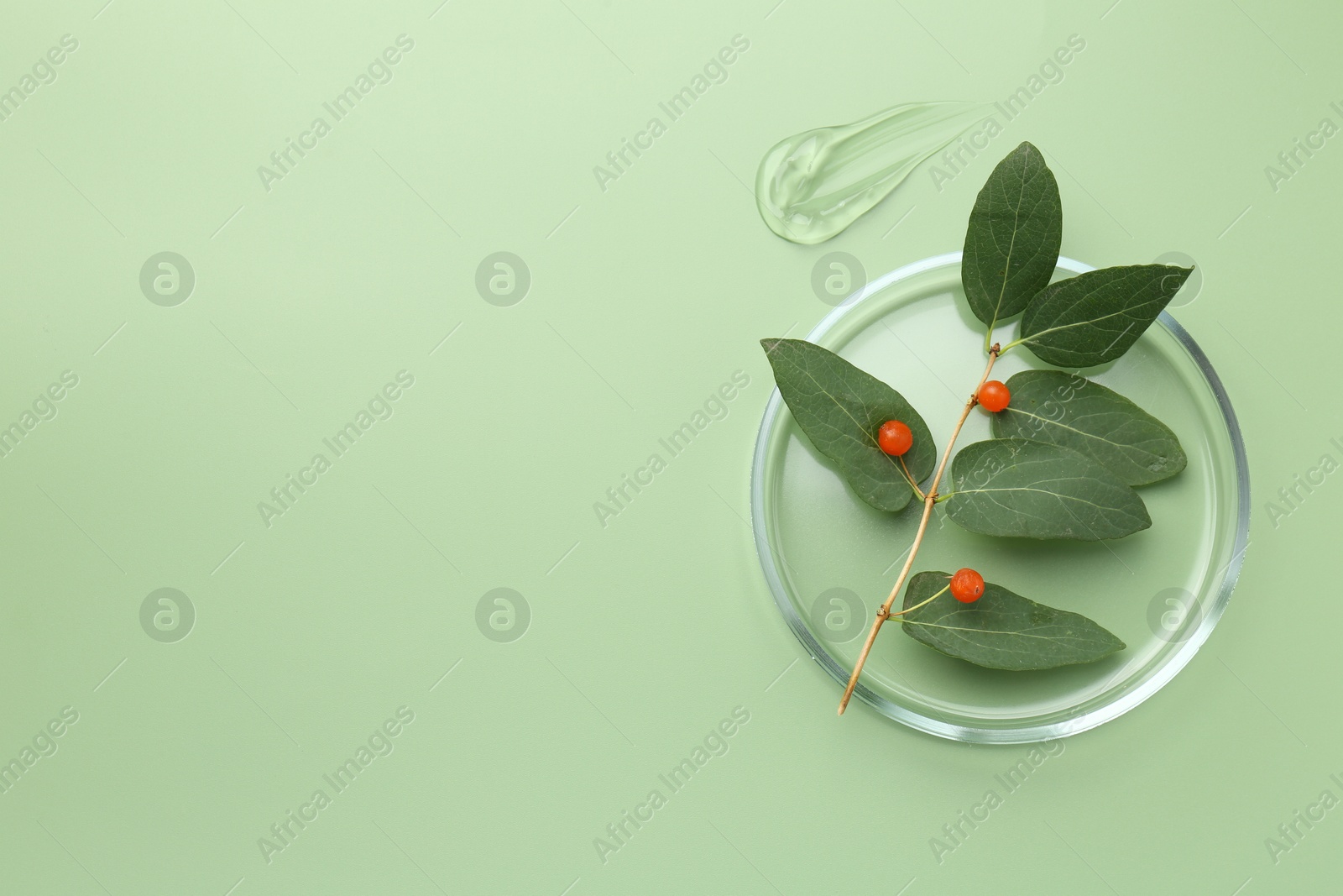 Photo of Petri dish with leaves, berries and gel on green background, top view. Space for text