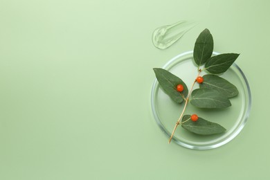 Photo of Petri dish with leaves, berries and gel on green background, top view. Space for text