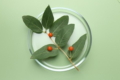 Photo of Petri dish with leaves and berries on green background, top view