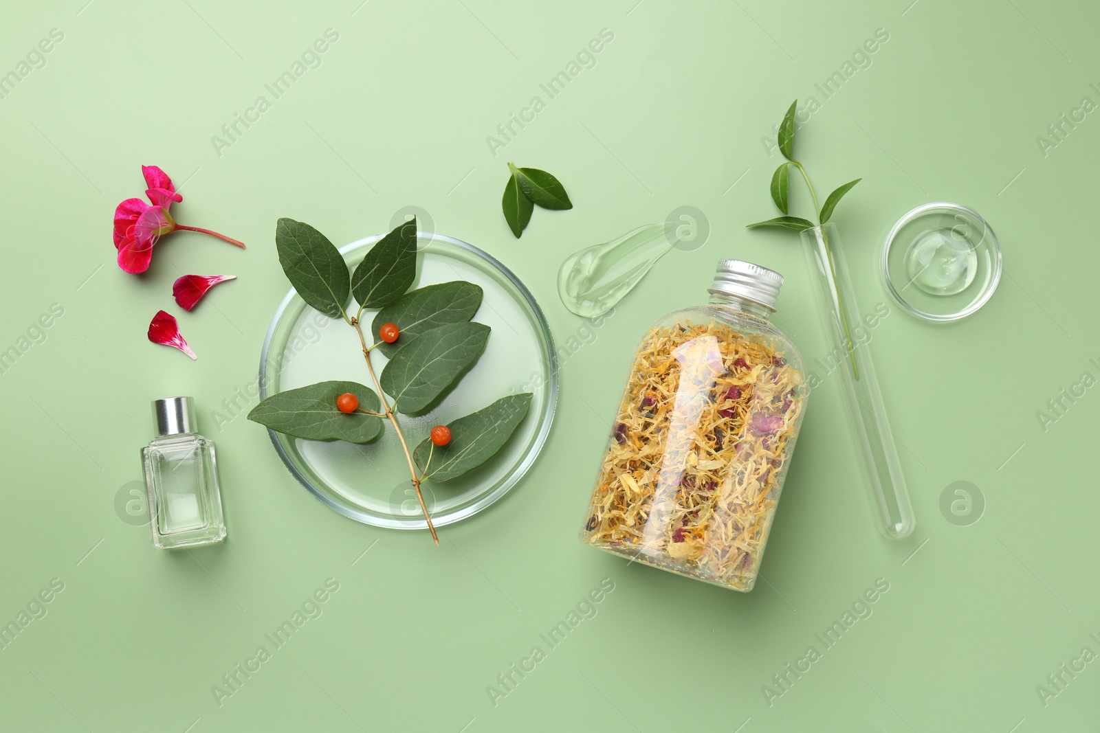 Photo of Petri dishes with leaves, flowers, cosmetic products and berries on green background, flat lay