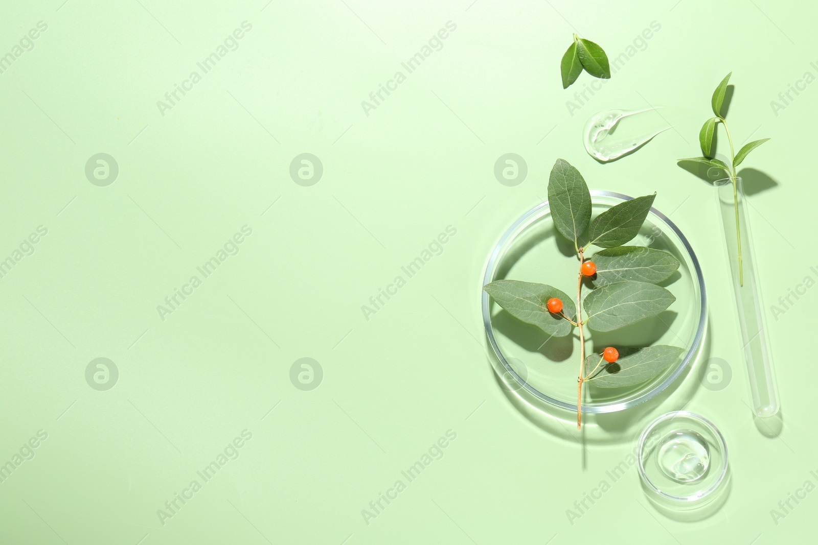 Photo of Petri dishes with leaves, gel and berries on green background, flat lay. Space for text