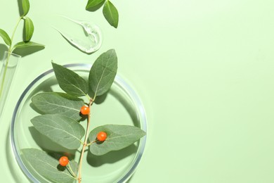 Photo of Petri dish with leaves, gel and berries on green background, flat lay. Space for text