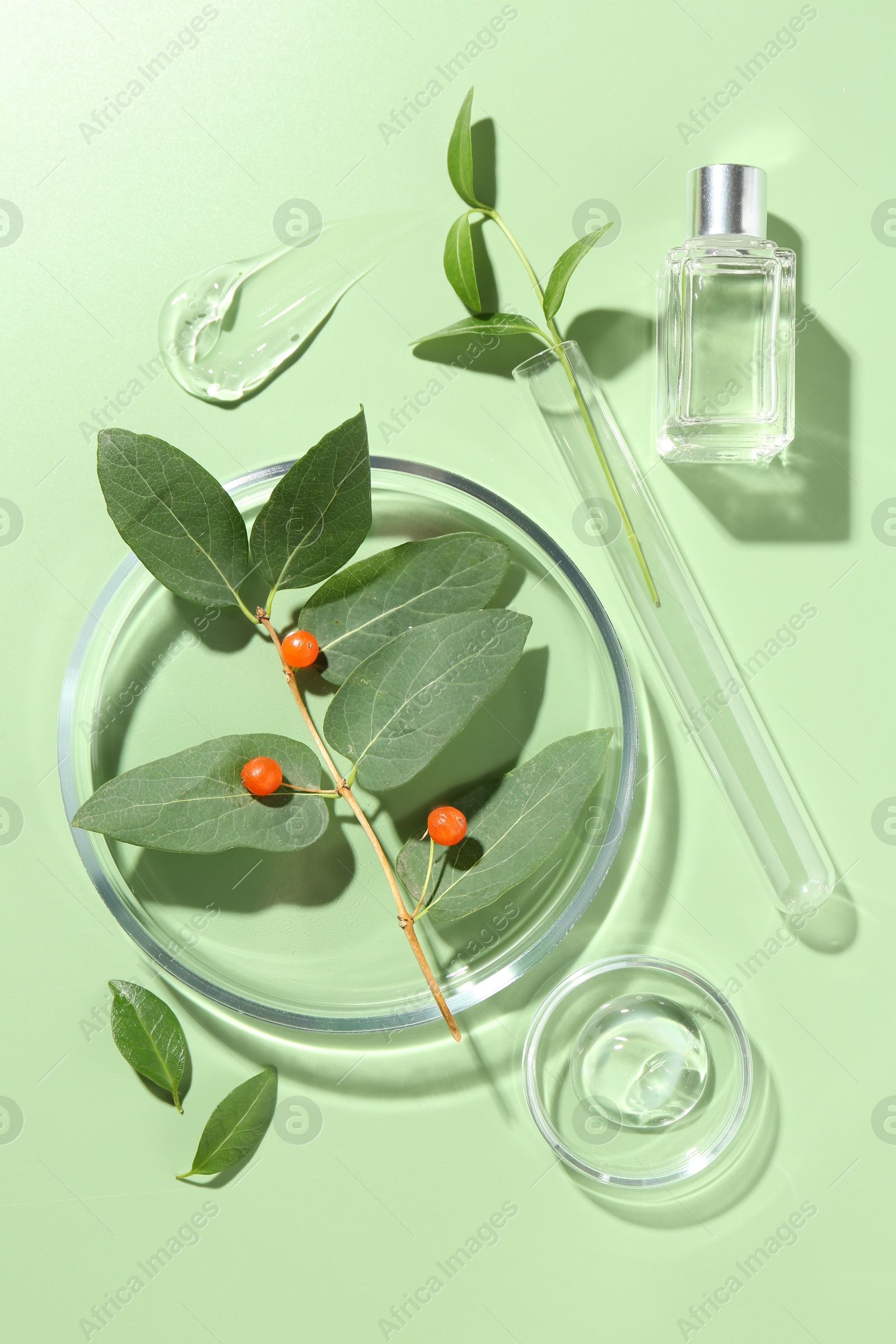 Photo of Petri dishes with leaves, cosmetic products and berries on green background, flat lay