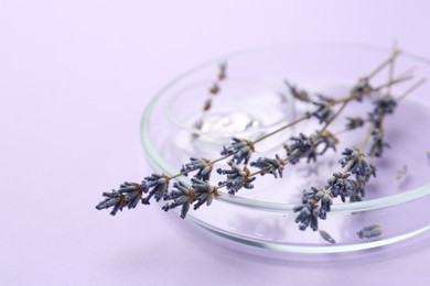 Photo of Petri dishes with lavender flowers on violet background, closeup