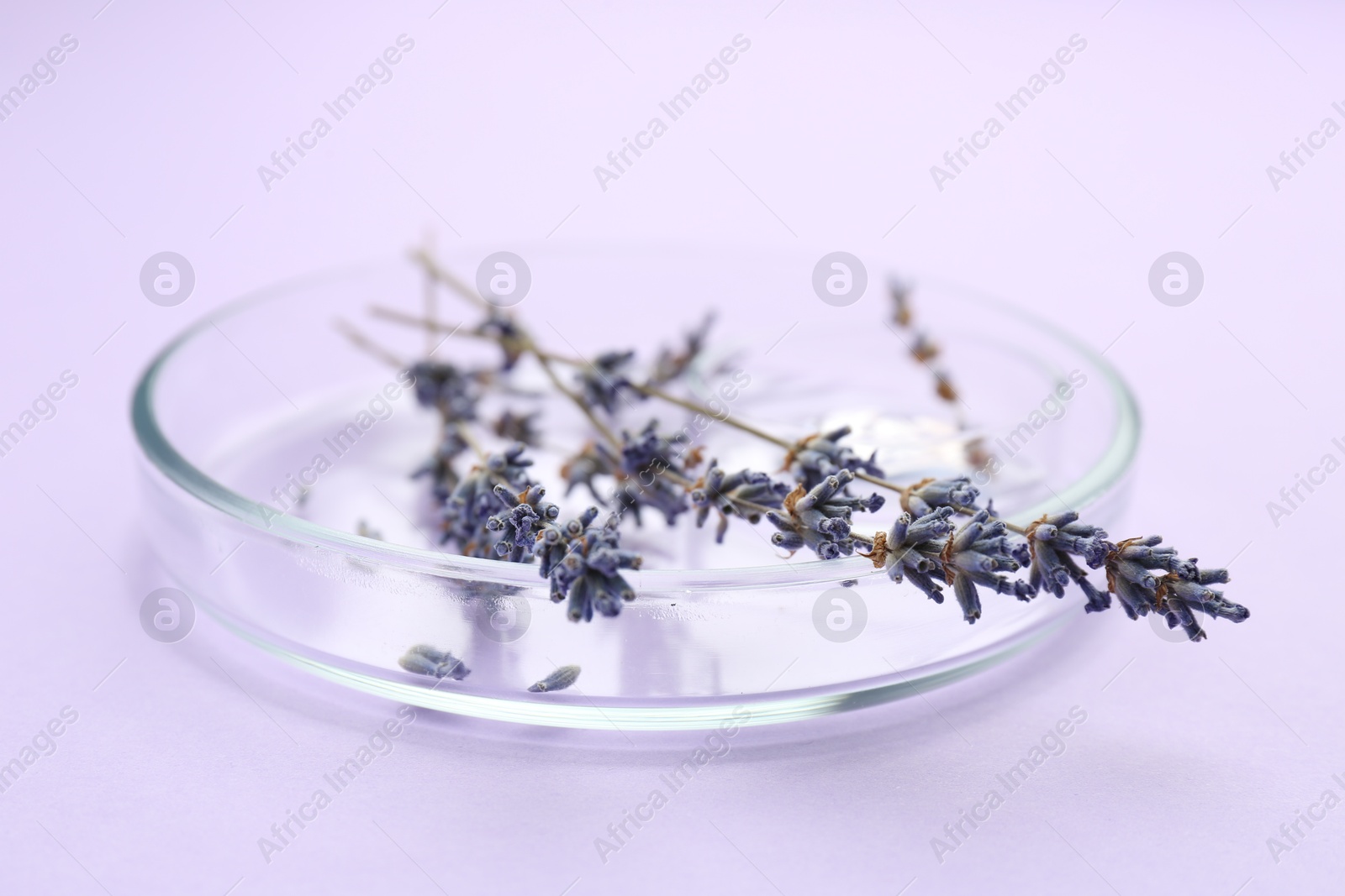 Photo of Petri dish with lavender flowers on violet background, closeup