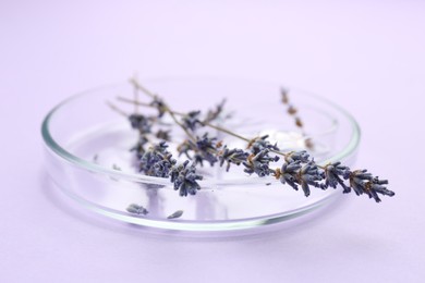 Petri dish with lavender flowers on violet background, closeup