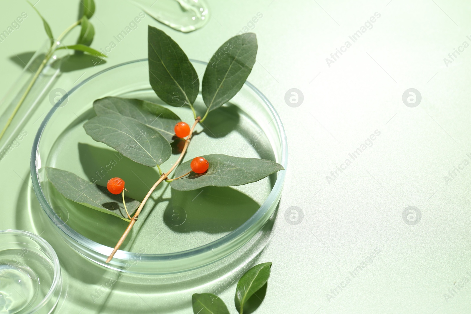 Photo of Petri dishes with leaves, gel and berries on green background, space for text