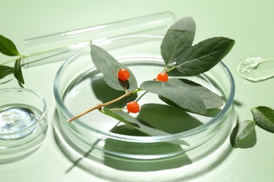 Photo of Petri dishes with leaves, gel and berries on green background, closeup