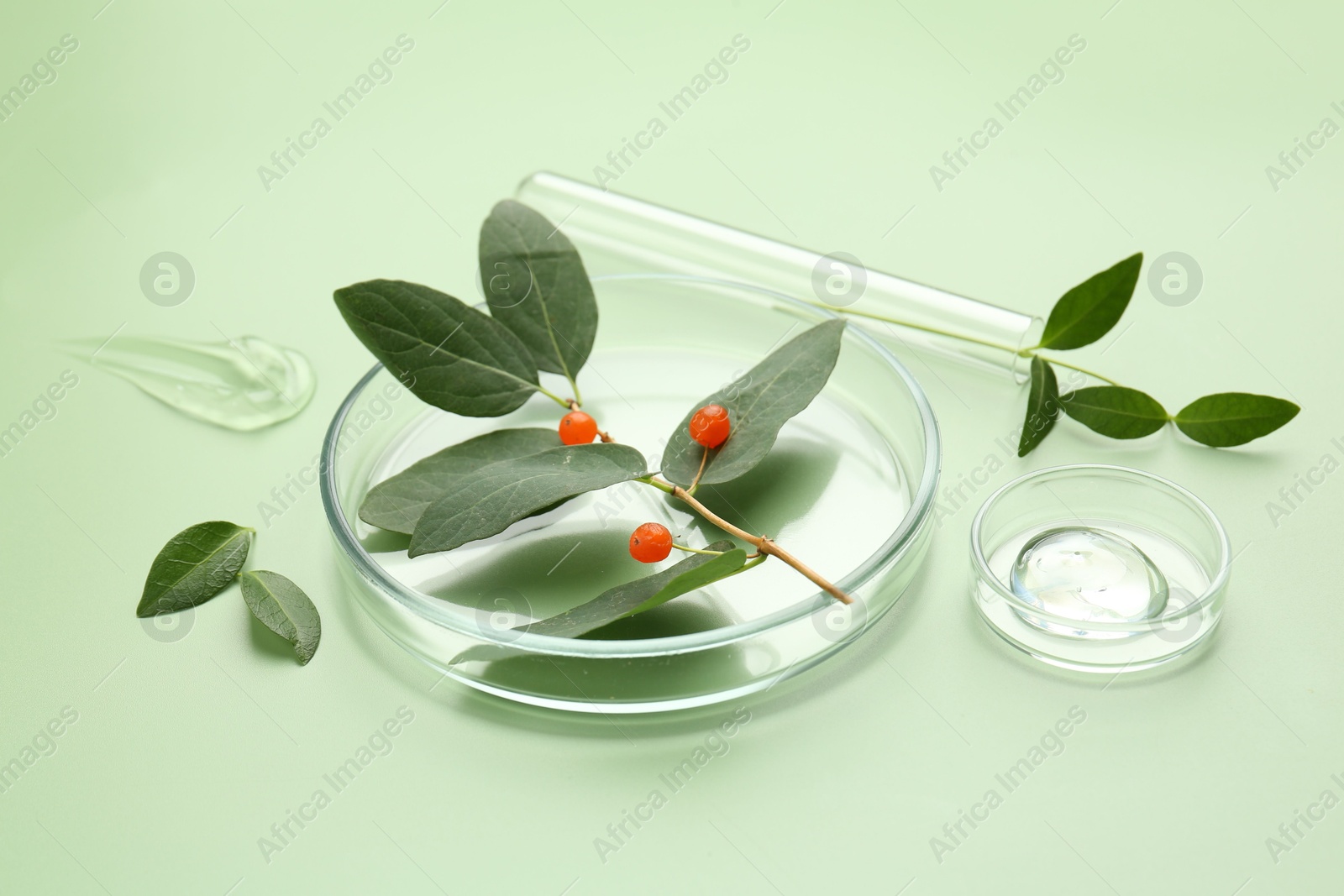 Photo of Petri dishes with leaves, gel and berries on green background