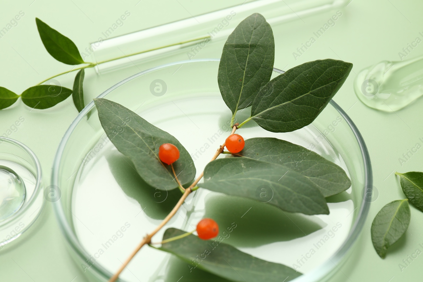 Photo of Petri dishes with leaves, gel and berries on green background, closeup