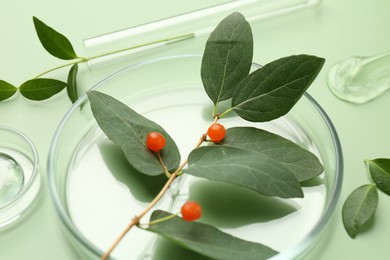 Photo of Petri dishes with leaves, gel and berries on green background, closeup