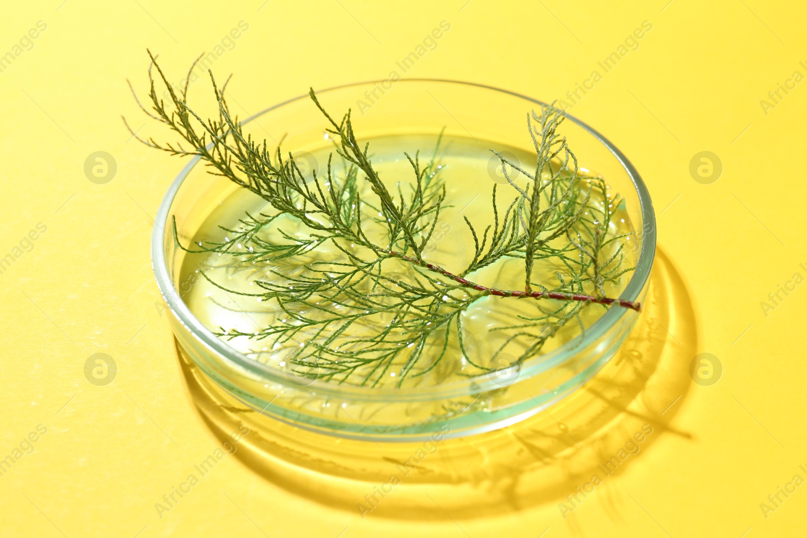 Photo of Petri dish with green twig on yellow background