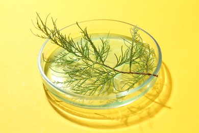 Petri dish with green twig on yellow background