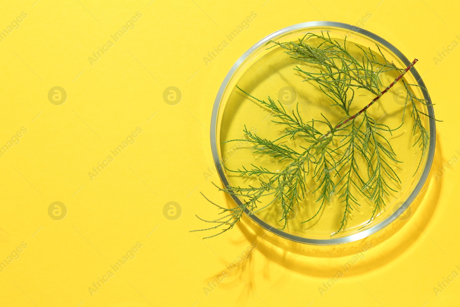 Photo of Petri dish with green twig on yellow background, top view. Space for text