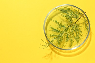 Photo of Petri dish with green twig on yellow background, top view. Space for text