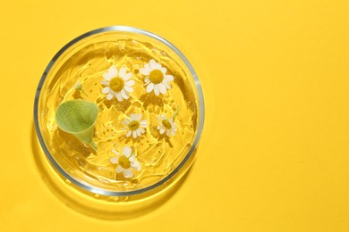 Photo of Petri dish with chamomile flowers, leaf and gel yellow background, top view. Space for text