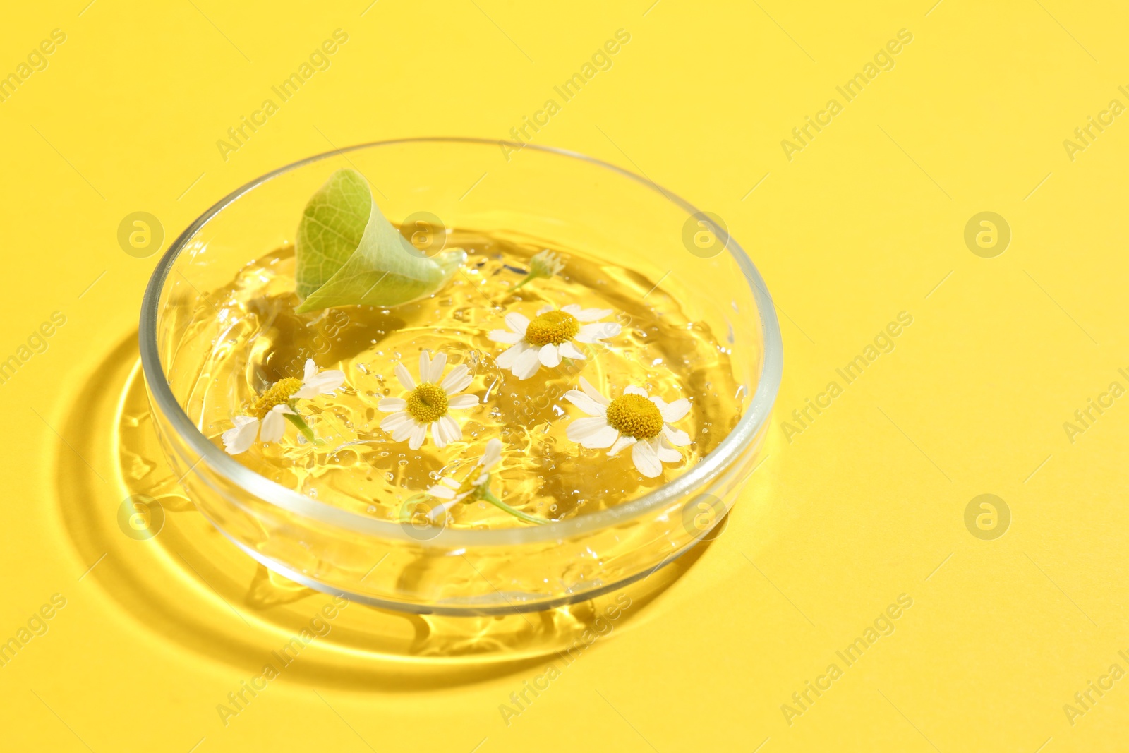 Photo of Petri dish with chamomile flowers, leaf and gel yellow background, space for text