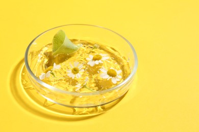 Petri dish with chamomile flowers, leaf and gel yellow background, space for text