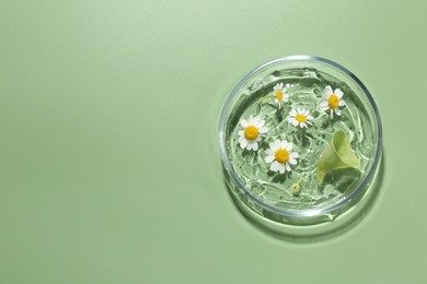 Petri dish with chamomile flowers, leaf and gel green background, top view. Space for text